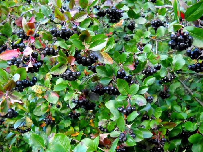 Aronia Krzewy aroniowe