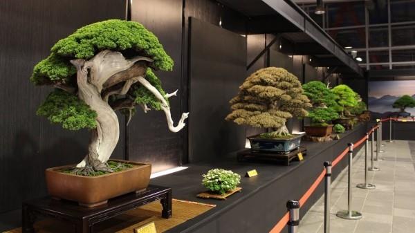 Drzewo Bonsai - świetne muzeum