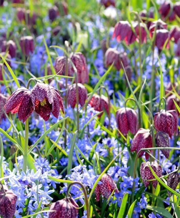 La fleur en damier crée des fleurs magiques dans le jardin de printemps conseils de jardin entretien