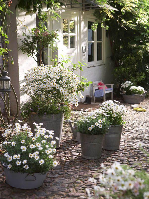 Marguerites à l'extérieur dans le parterre de fleurs dans de vieux seaux à dents