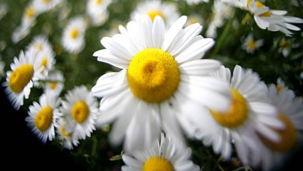 Les marguerites sont de jolies marguerites, bonne adaptabilité aux différentes conditions climatiques