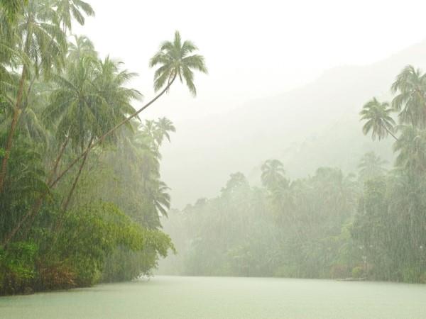 Soins Monstera et faits intéressants sur la fenêtre de la forêt tropicale humide extrême