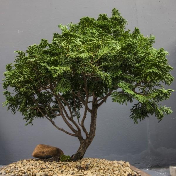 Drzewo iglaste - świetny pomysł - drzewko bonsai