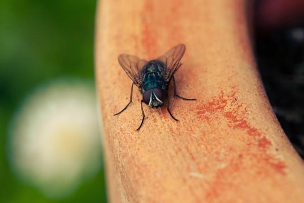 Naturalne metody i domowe środki na muchy, a także inne pomocne wskazówki dotyczące latania much w ogrodzie