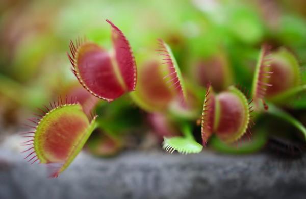 Naturalne metody i domowe środki na muchy, a także inne pomocne wskazówki venus flytrap plant