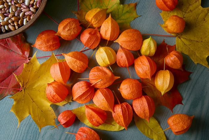 Physalis fruits exotiques petites oranges