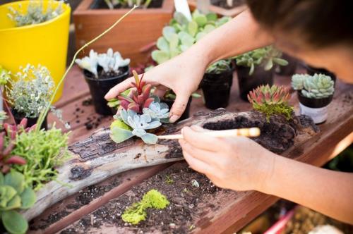 Belle décoration en bois flotté faites vous-même des succulentes horticoles