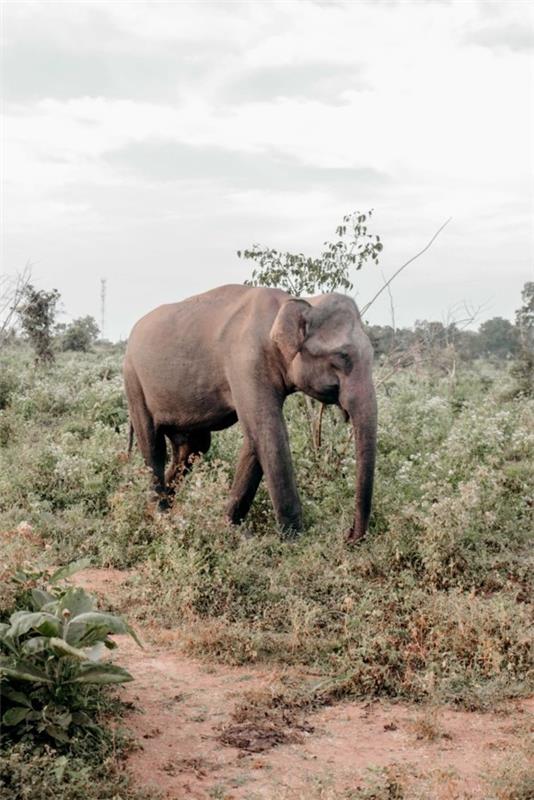 Conseils de voyage au Sri Lanka Parc national d'Uda Walawe