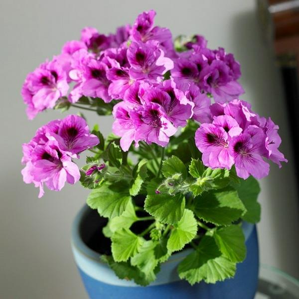 plantes d'intérieur à fleurs pélargonium plante en pot