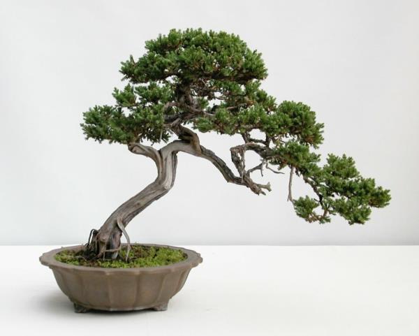 roślina bonsai rośliny ogrodowe projektowanie ogrodu