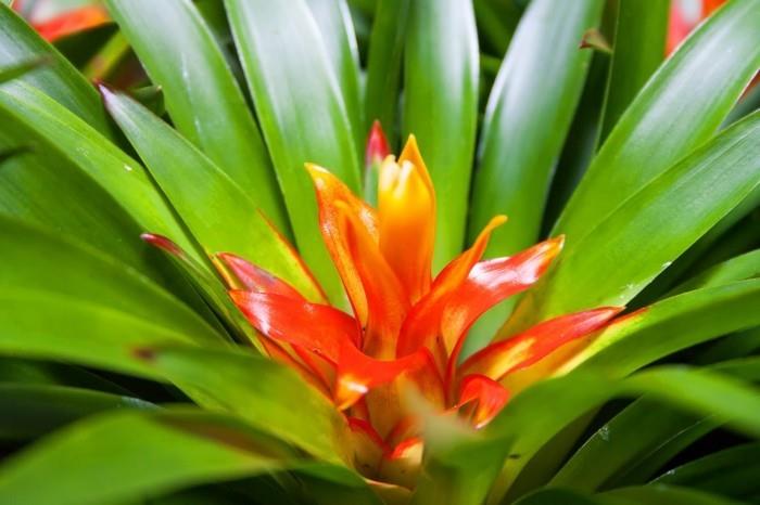 bromeliad do wnętrza z niezwykłymi liśćmi i pięknymi kwiatami