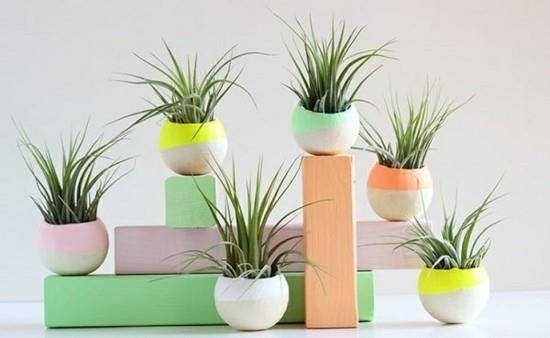 décoration tillandsia colorée avec bol en béton