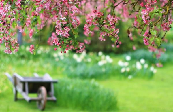 les fleurs des arbres de printemps profitent de la nature