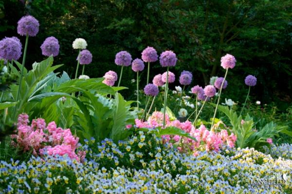 jardin design allium plantes ornementales oignon