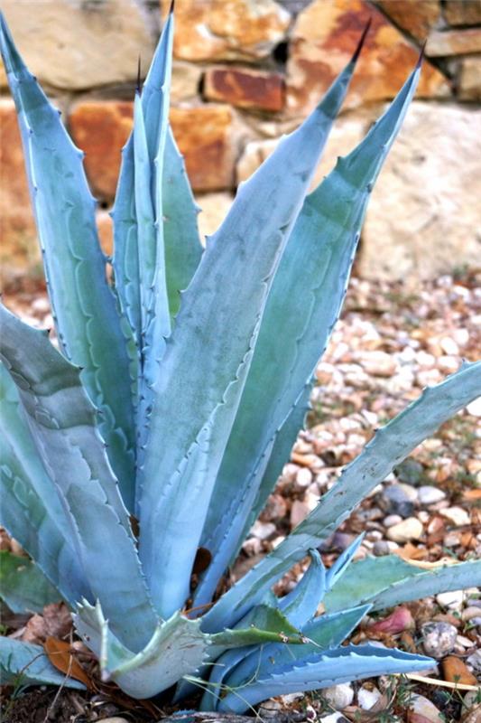 conception de jardin avec des pierres plantes de jardin faciles d'entretien plantes succulentes d'entretien des cactus résistants à la chaleur