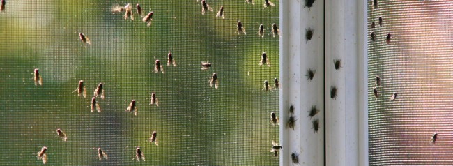 Wie man Fliegen im Haus loswird. Barrieremittel gegen erwachsene Fliegen im Sommer für ein Privathaus sind einfach obligatorisch, aber ihre Vermehrung im Haus sollte verhindert werden