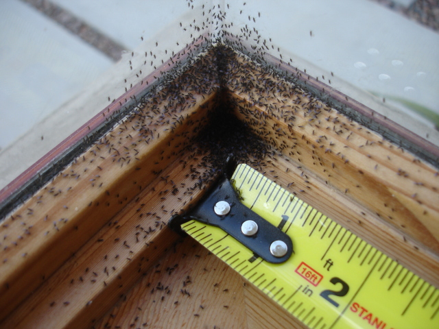 Wie man Fliegen im Haus loswird. Mücken finden sehr leicht Gefallen an dem Haus und arrangieren Nester an schwer zugänglichen Stellen. Dichten Sie die Risse ab und behandeln Sie solche Stellen mit Terpentin oder Kerosin (bedenken Sie, dass letzteres eine sehr kriechende Substanz ist)