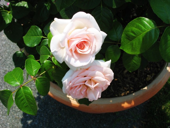 Eine Rose im Blumentopf ist der Traum vieler Heimpflanzenliebhaber.