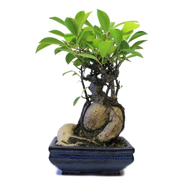 mini drzewko bonsai ciekawa roślina