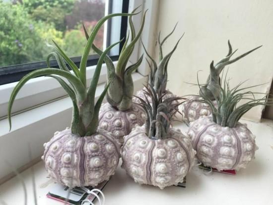 mini vases décoration de rebord de fenêtre avec tillandsia