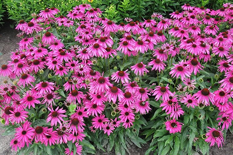 Mehrjährige Blumen für eine Sommerresidenz und einen Garten - Echinacea