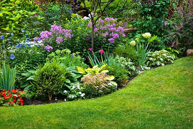 Mehrjährige Blumen für eine Sommerresidenz und einen Garten - Foto