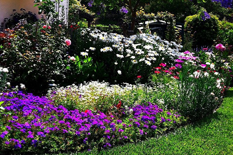 Mehrjährige Blumen für eine Sommerresidenz und einen Garten - Foto