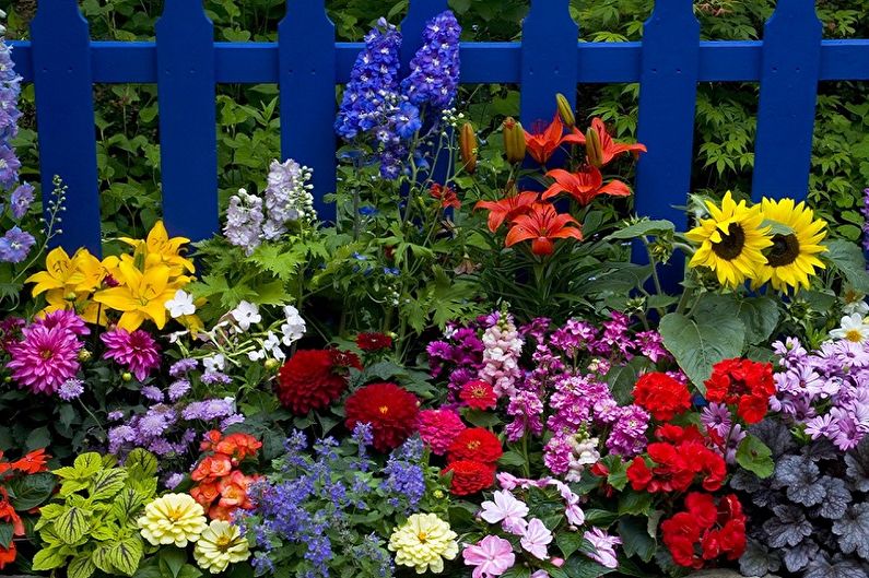 Mehrjährige Blumen für eine Sommerresidenz und einen Garten - Foto