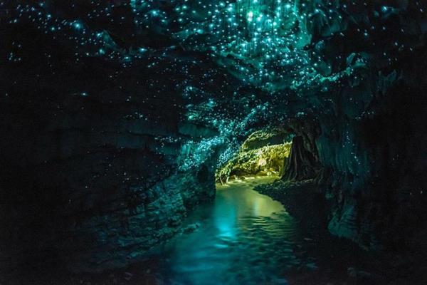 planète terre waitomo vers luisants grotte nouvelle zélande