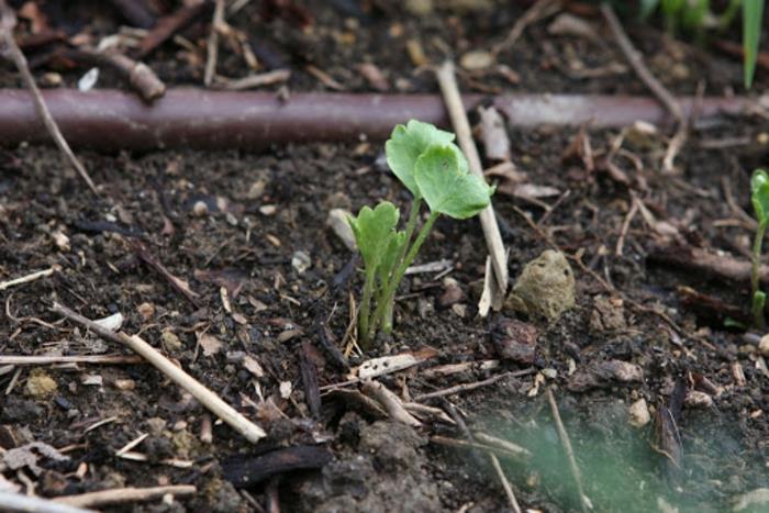 poussent des plantes de renoncule