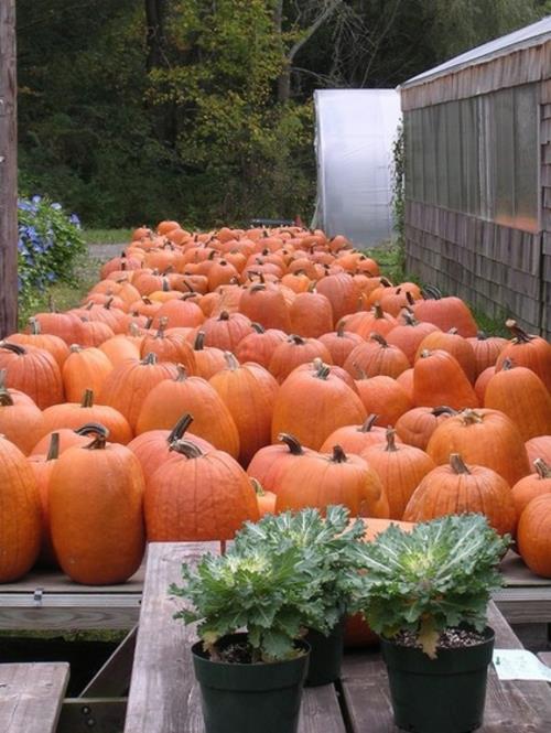 décoration chic halloween citrouilles orange et chou