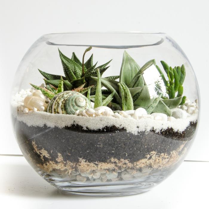 succulentes dans un bol rond en verre