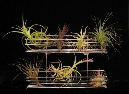 Décorez le séchoir à assiettes avec du tillandsia