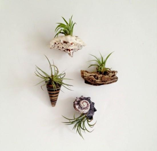 Idées de décoration de plantes aériennes tillandsia