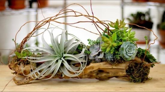 décorations de table en tillandsia et succulentes