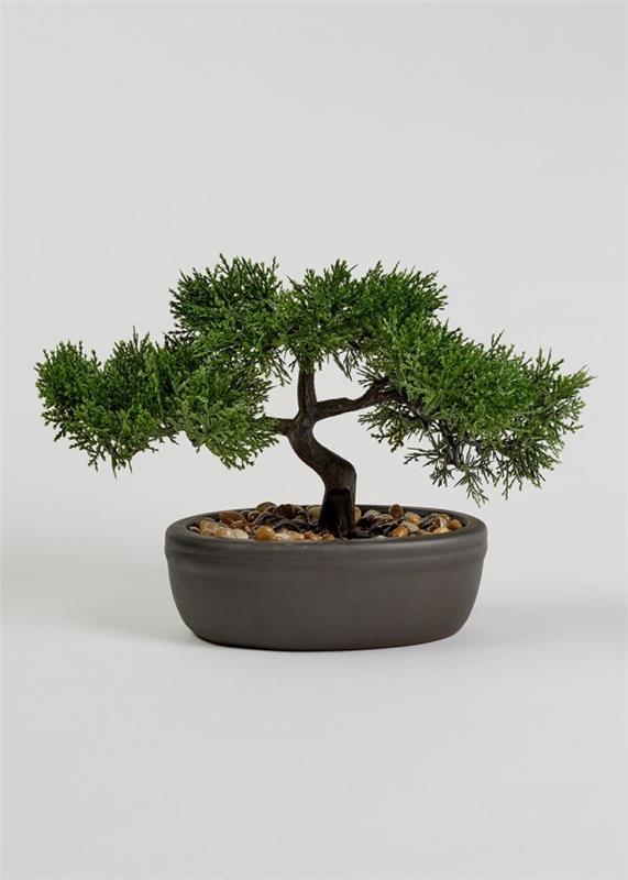 świetne igły - drzewko bonsai