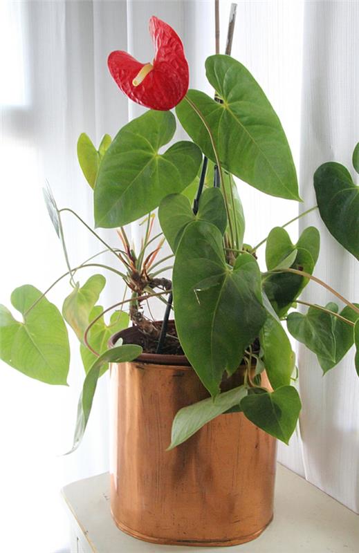 plantes en pot plantes d'intérieur à fleurs Anthurium