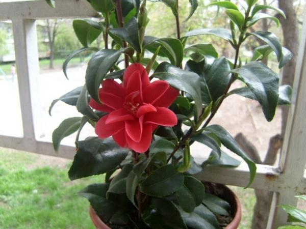 plantes d'intérieur en pot à fleurs camélia japonais