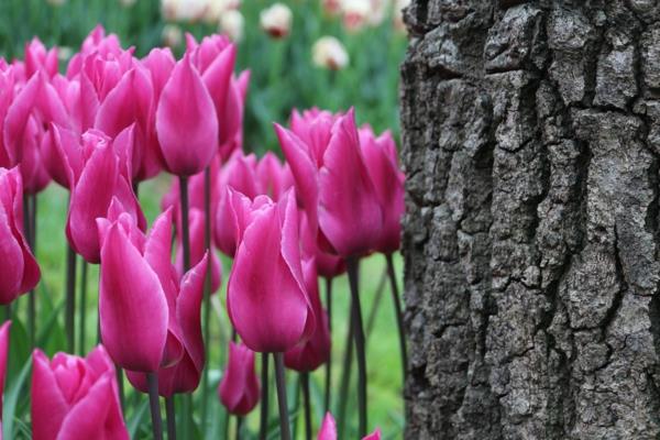 tulipany zdjęcia turcja festiwal park emirgan