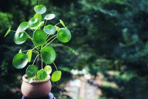 ufo roślina pilea chińskie drzewo pieniędzy