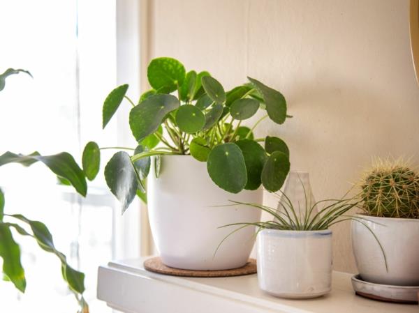 ufo plant pilea roślina doniczkowa zdrowy efekt