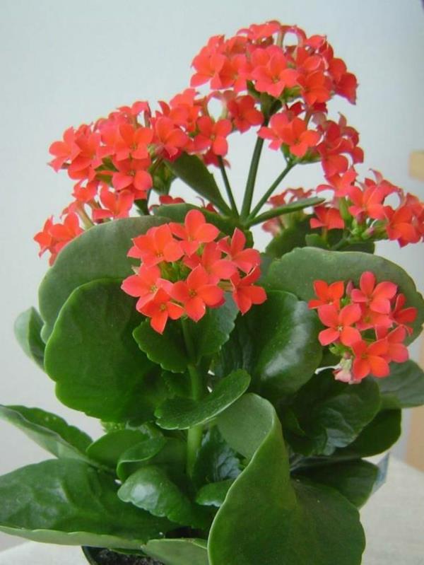 plantes d'intérieur les plus populaires plantes en pot kalanchoe blossfeldiana flammendes kätchen