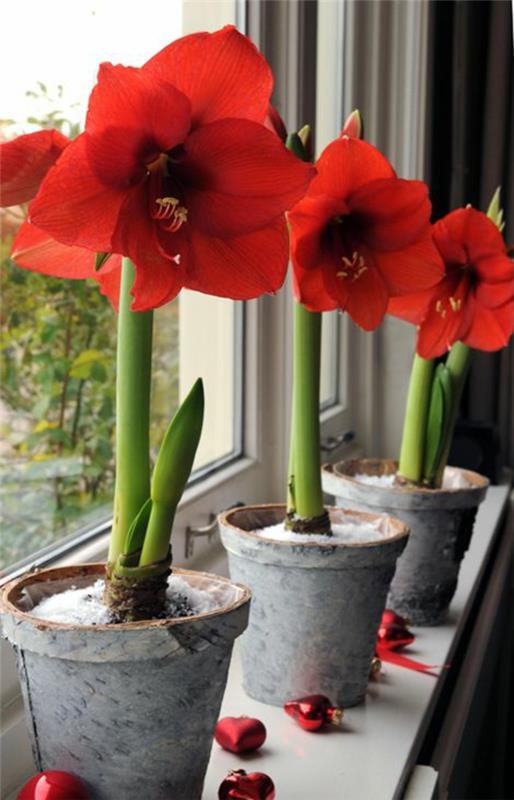 plantes d'intérieur les plus populaires plantes en pot en fleurs amaryllis chevalier étoile